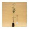 Sorbus aucuparia 'Cardinal Royal' | Rowan Tree | 9L Pot | 120-150cm