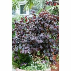 Corylus avellana 'Red Majestic' (PBR) | Purple Twisted Hazel Tree | 9L Pot | 120-150cm