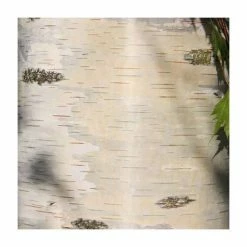 Betula pendula 'Dalecarlica' | 12L Pot | 150-180cm | By Frank P Matthews