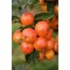 Malus Nuvar Marble | Crab Apple Tree | 12L Pot | 150-180cm | By Frank P Matthews
