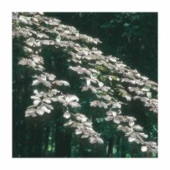 Fagus sylvatica f. purpurea | Copper Beech Tree | 12L Pot | 150-180cm | By Frank P Matthews