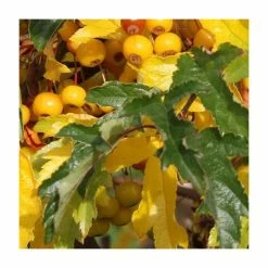 Malus transitoria | Crab Apple Tree |12L Pot | 150-180cm | By Frank P Matthews