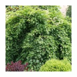Acer palmatum 'Ryusen' | Japanese Maple Tree | 11.5L Pot Patio Top Worked at 40cm | By Frank P Matthews
