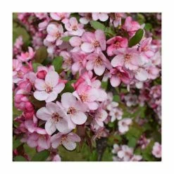 Malus 'Candymint' | Crab Apple Tree | 12L Pot | 150-180cm | By Frank P Matthews