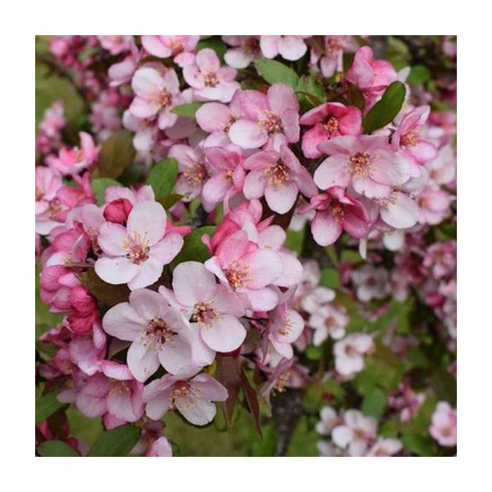 Malus 'Candymint' | Crab Apple Tree | 12L Pot | 150-180cm | By Frank P Matthews