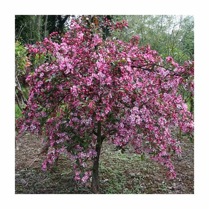 Malus 'Candymint' | Crab Apple Tree | 12L Pot | 150-180cm | By Frank P Matthews - Image 2