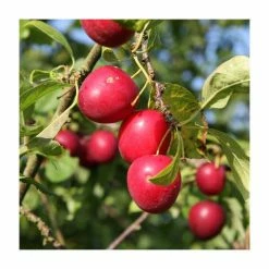 5ft 'Gypsy' Mirabelle Tree | 12L Pot | St. Julien A Semi-Vigorous Rootstock | By Frank P Matthews