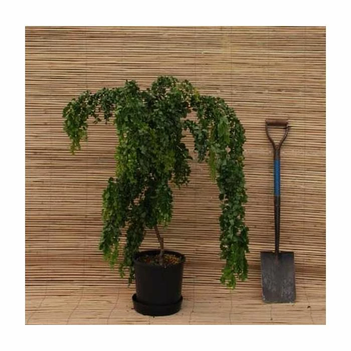 Robinia pseudoacacia 'Lace Lady' (PBR) | 12L Pot | Top Worked at 80cm | 120-150cm | By Frank P Matthews - Image 3