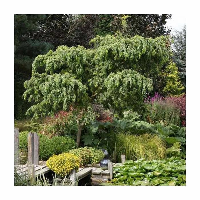 Robinia pseudoacacia 'Lace Lady' (PBR) | 12L Pot | Top Worked at 80cm | 120-150cm | By Frank P Matthews