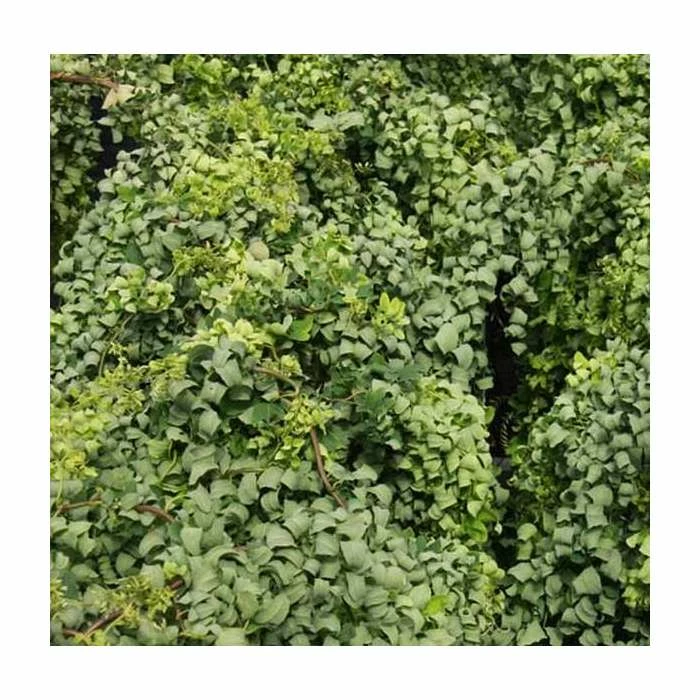 Robinia pseudoacacia 'Lace Lady' (PBR) | 12L Pot | Top Worked at 80cm | 120-150cm | By Frank P Matthews - Image 2