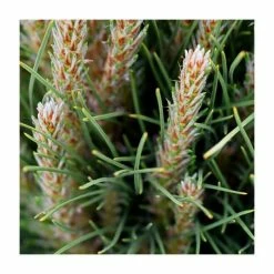 Pinus ‘Summer Breeze’ | Pine Tree | 12L Pot Top Worked at 45cm | 90-120cm | By Frank P Matthews