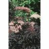 Sambucus nigra Black Lace | 12L Pot | 150-180cm | By Frank P Matthews