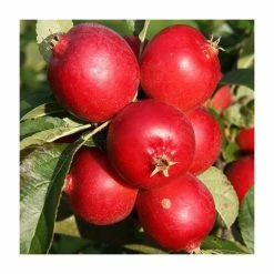 Malus 'Rosehip' | Crab Apple Tree | 12L Pot | 150-180cm | By Frank P Matthews