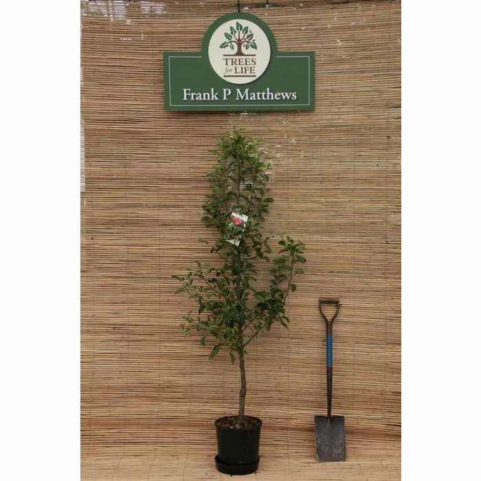 Malus 'Rosehip' | Crab Apple Tree | 12L Pot | 150-180cm | By Frank P Matthews - Image 2