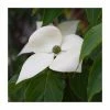 5ft 'Teutonia' Japanese Dogwood Tree | Cornus kou 'Teutonia' | 12L Pot | By Frank P Matthews