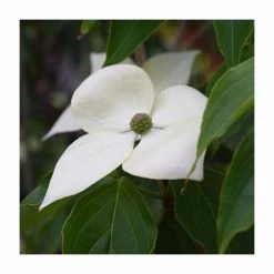 5ft 'Teutonia' Japanese Dogwood Tree | Cornus kou 'Teutonia' | 12L Pot | By Frank P Matthews