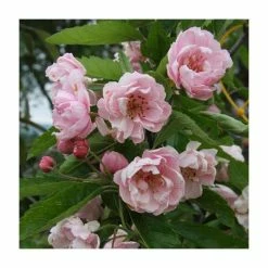 Malus ioensis 'Fimbriata' | Crabapple Tree
