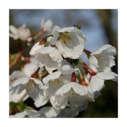 Prunus ‘Royal Flame’ (Mieke) (PBR) | Cherry Blossom Tree | 12L Pot | 150-180cm | By Frank P Matthews