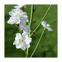 Prunus persica ‘Terute White’ | White Flowering Peach Tree | 12L Pot | 150-180cm | By Frank P Matthews