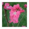 Prunus persica ‘Terute Red’ | Flowing Peach Tree | 12L Pot | 150-180cm | By Frank P Matthews